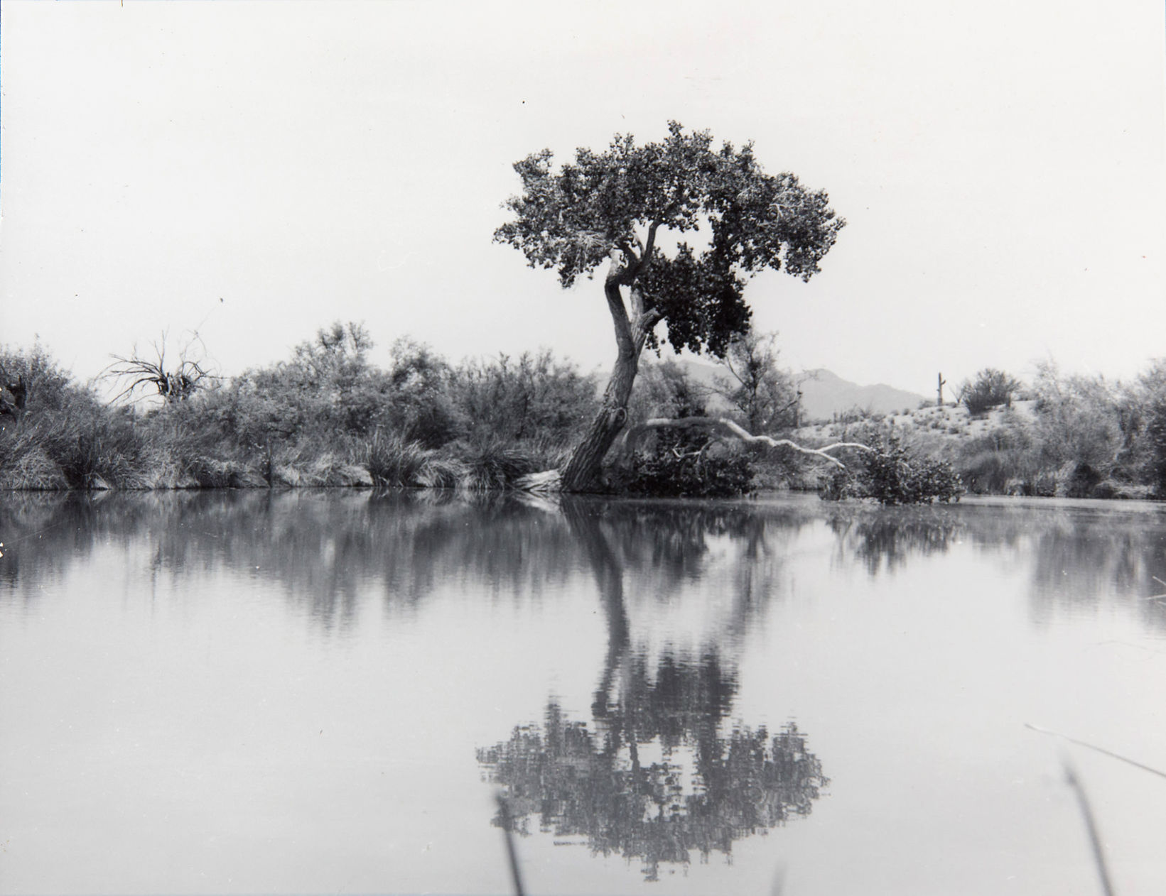Quitobaquito Springs, 1962